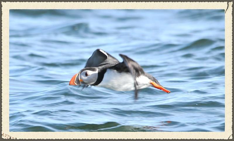 Puffin in Flight