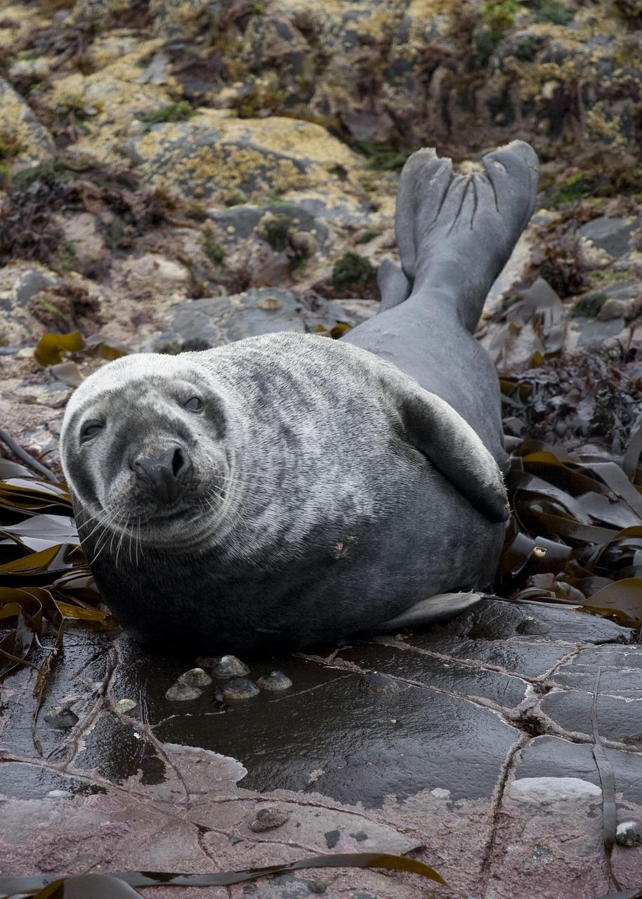 Farne Islands a wildlife haven